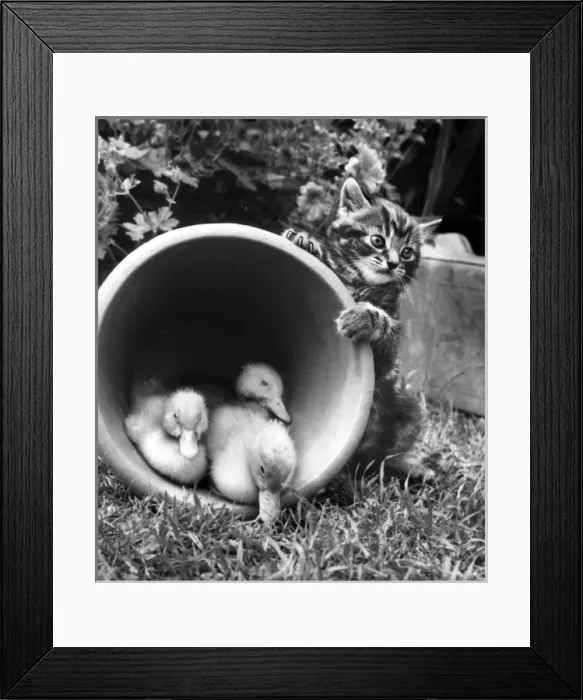 Framed Print : Kitten with ducklings in a plant pot Framed Print : Kitten with ducklings in a plant pot