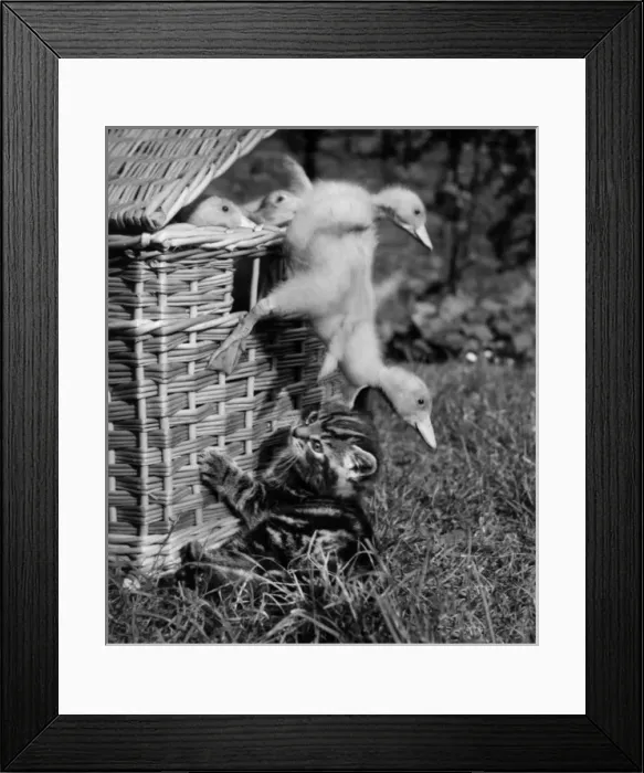 Framed Print : Kitten with ducklings falling out of a basket Framed Print : Kitten with ducklings falling out of a basket