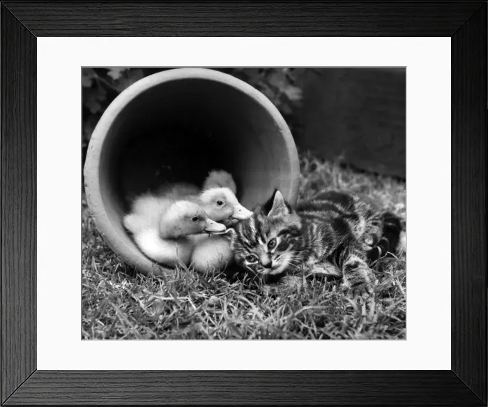 Framed Print : Kitten with ducklings in a plant pot Framed Print : Kitten with ducklings in a plant pot