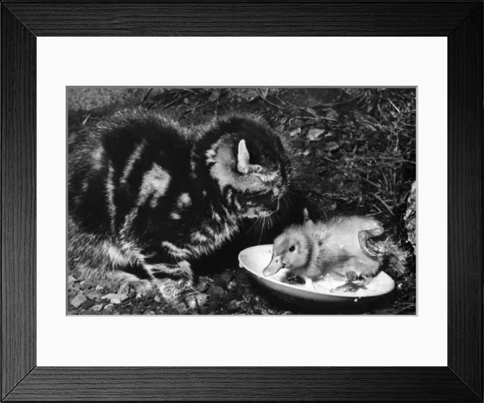 Framed Print : Kitten and duckling Framed Print : Kitten and duckling