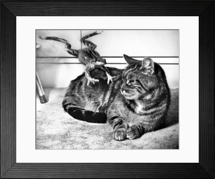 Framed Print : Tabby cat and frog Framed Print : Tabby cat and frog