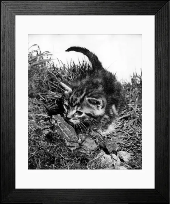Framed Print : Kitten and frog Framed Print : Kitten and frog