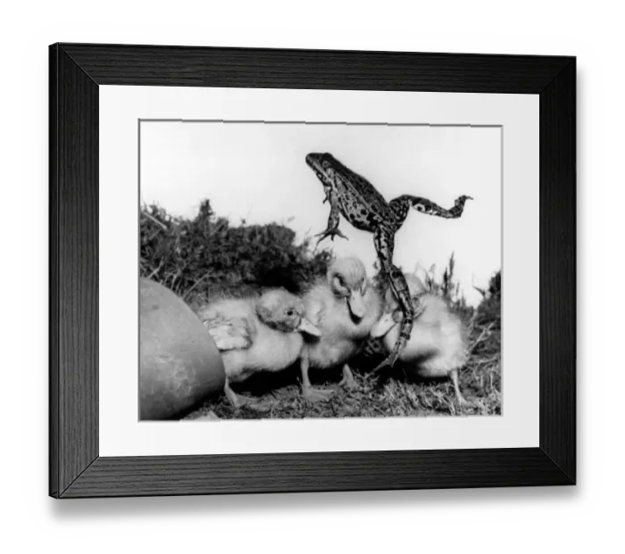 Framed Print : Ducklings and a leaping frog Framed Print : Ducklings and a leaping frog