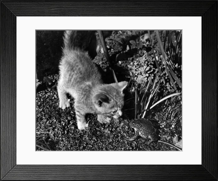 Framed Print : Kitten and frog Framed Print : Kitten and frog