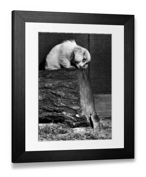 Framed Print : Small puppy looking down at a mouse Framed Print : Small puppy looking down at a mouse