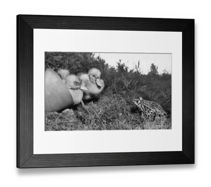 Framed Print : Ducklings and a frog Framed Print : Ducklings and a frog