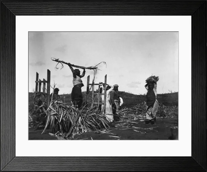 Framed Print : Workers in the sugar fields, Fiji, South Pacific Framed Print : Workers in the sugar fields, Fiji, South Pacific