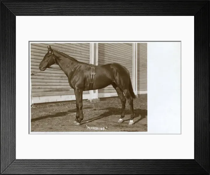 Framed Print : Racehorse named Pepperino Framed Print : Racehorse named Pepperino
