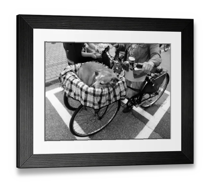 Framed Print : Italy dog in bike basket Framed Print : Italy dog in bike basket