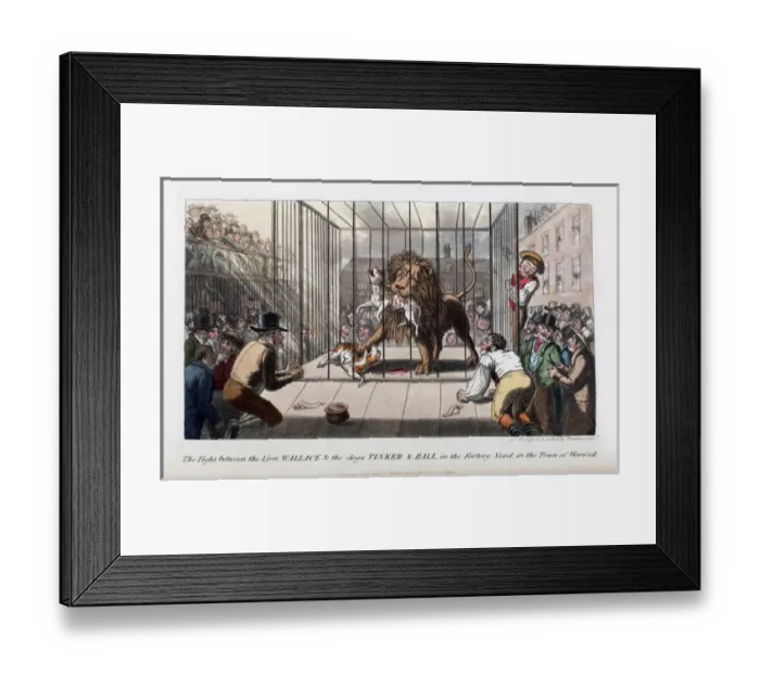 Framed Print : Pierce Egans Anecdotes: lion killing dogs in Warwick Framed Print : Pierce Egans Anecdotes: lion killing dogs in Warwick