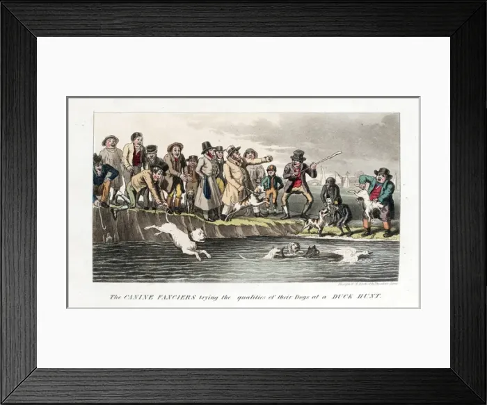 Framed Print : Pierce Egans Anecdotes: duck hunting by dogs in river Framed Print : Pierce Egans Anecdotes: duck hunting by dogs in river