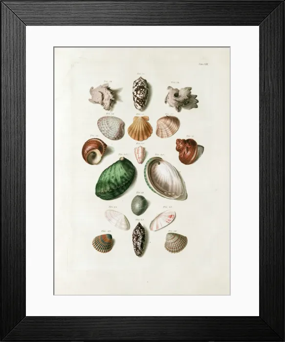 Framed Print : Seashells from 18th century Danish volume Framed Print : Seashells from 18th century Danish volume