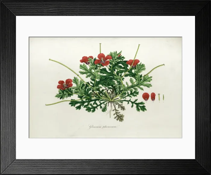 Framed Print : Botanical illustration Glaucium phoenicum (Sibthorp) Framed Print : Botanical illustration Glaucium phoenicum (Sibthorp)