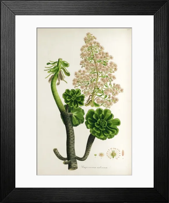 Framed Print : Botanical illustration Sempervivum arboreum Framed Print : Botanical illustration Sempervivum arboreum