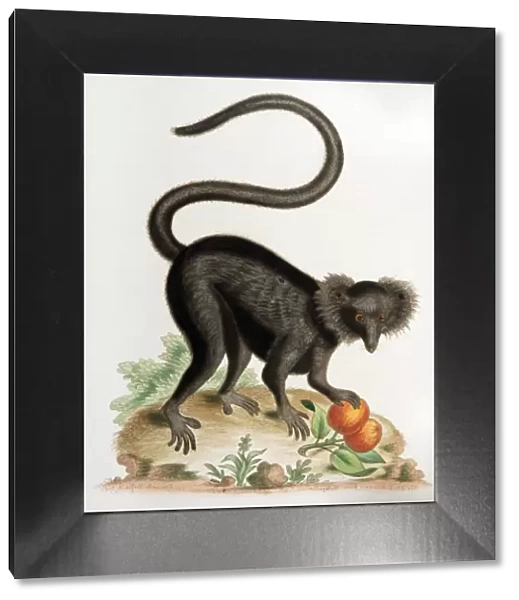 18th century illustration black macaque monkey