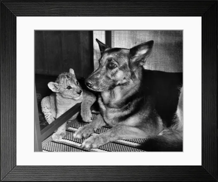 Framed Print : Alsatian dog and lion cub Framed Print : Alsatian dog and lion cub