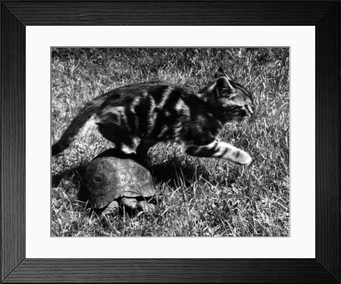 Framed Print : Kitten and tortoise Framed Print : Kitten and tortoise
