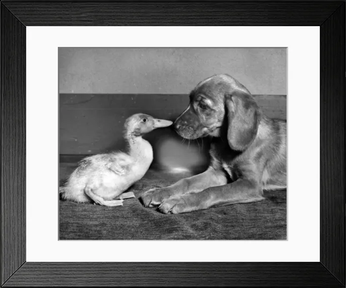 Framed Print : Duckling and pup Framed Print : Duckling and pup