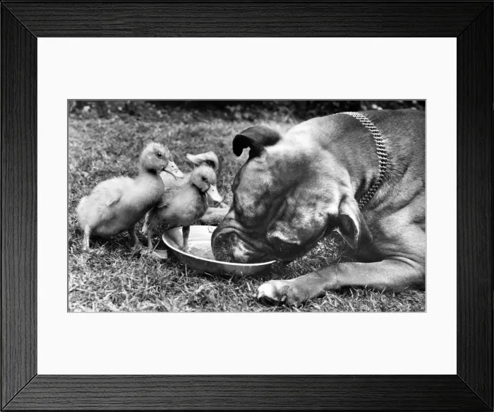 Framed Print : Boxer dog and ducklings Framed Print : Boxer dog and ducklings