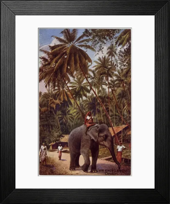Framed Print : Sri Lanka - Working Elephant known as His Excellency Framed Print : Sri Lanka - Working Elephant known as His Excellency