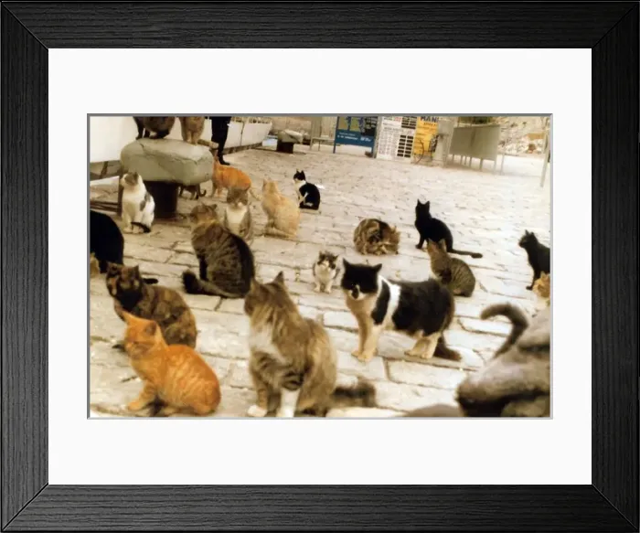 Framed Print : Family of cats on a Greek Island