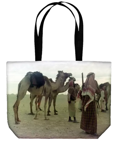 Camels in Oman