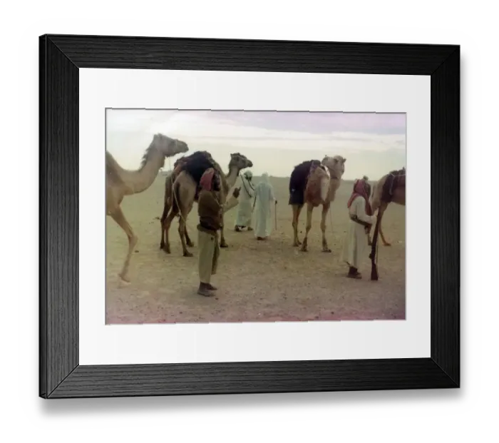 Framed Print : Camels with Omani people in Oman Framed Print : Camels with Omani people in Oman
