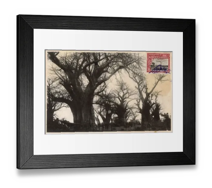 Framed Print : Trees on the way to Kakanga, Mozambique, East Africa Framed Print : Trees on the way to Kakanga, Mozambique, East Africa