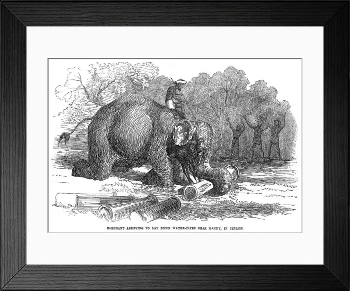 Framed Print : Elephant lays water pipes, 1856 Framed Print : Elephant lays water pipes, 1856