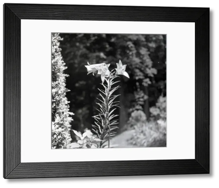 Framed Print : Portrait of a lily in flower Framed Print : Portrait of a lily in flower