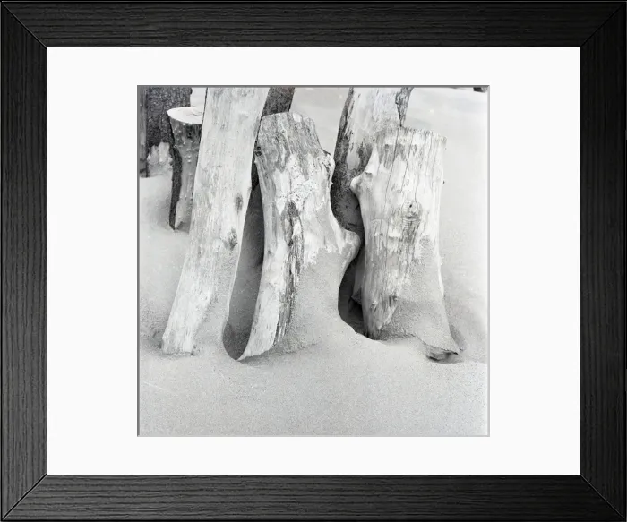 Framed Print : Beach driftwood Framed Print : Beach driftwood