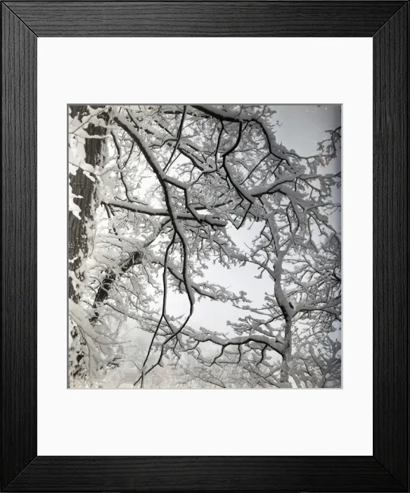 Framed Print : Tree covered in snow Framed Print : Tree covered in snow