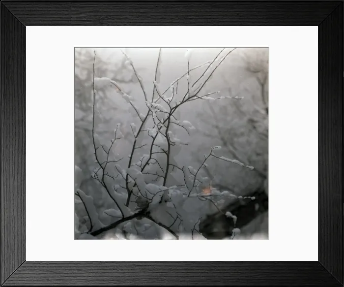 Framed Print : Tree branches covered in snow Framed Print : Tree branches covered in snow