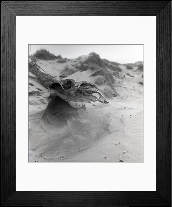 Framed Print : Beach driftwood Framed Print : Beach driftwood