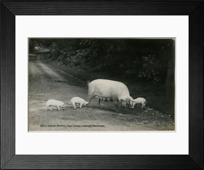 Framed Print : Royal Victoria Hospital Farm Colony, Polton, Scotland Framed Print : Royal Victoria Hospital Farm Colony, Polton, Scotland