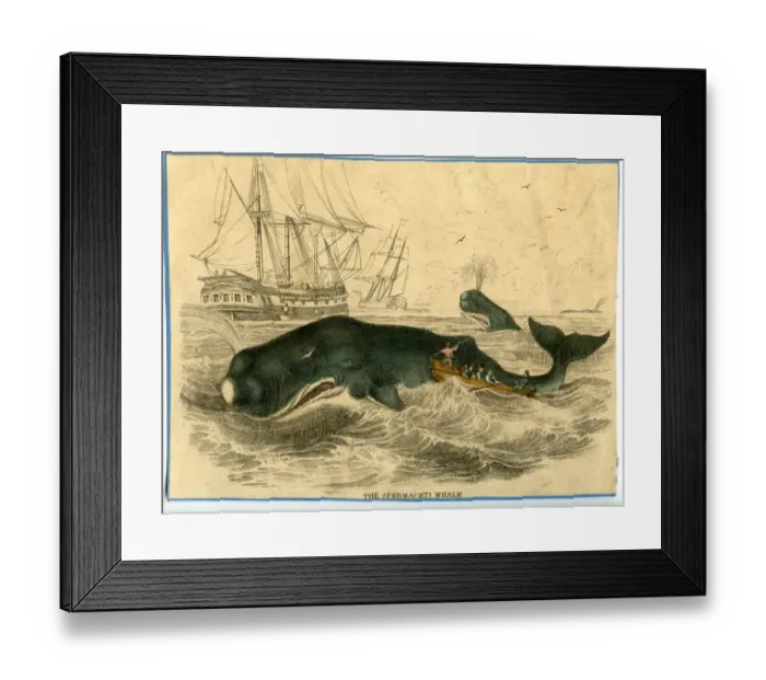 Framed Print : Physeter macrocephalus, sperm whale Framed Print : Physeter macrocephalus, sperm whale