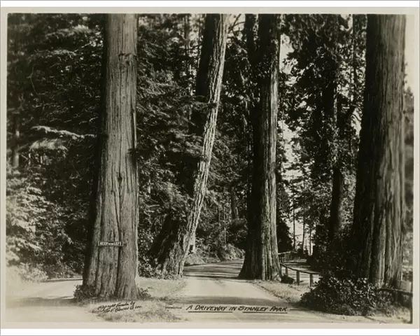 Vancouver, Canada - A Driveway in Stanley Park