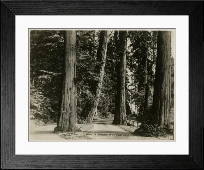 Framed Print : Vancouver, Canada - A Driveway in Stanley Park Framed Print : Vancouver, Canada - A Driveway in Stanley Park