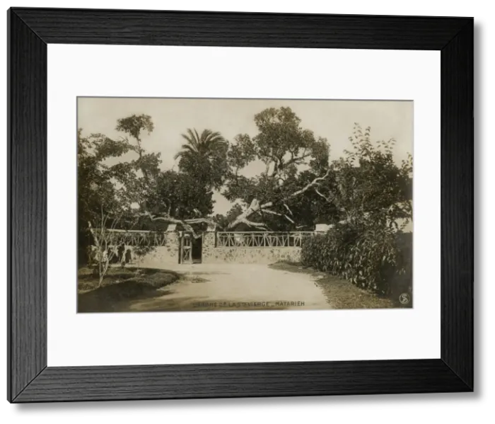 Framed Print : Garden in Al-Matariyyah, Cairo Framed Print : Garden in Al-Matariyyah, Cairo