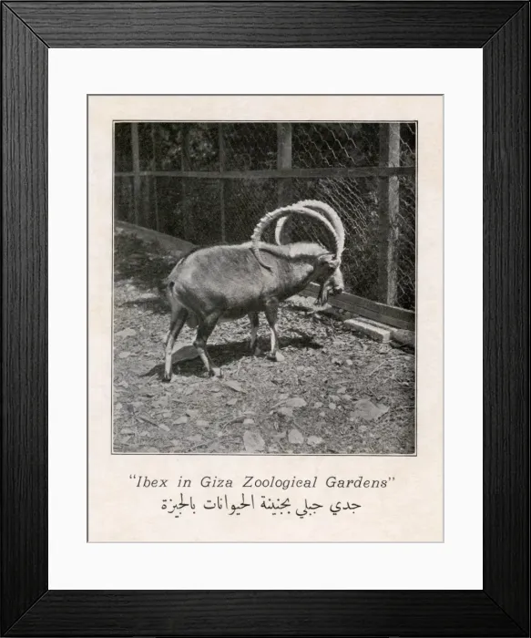 Framed Print : Nubian ibex in the Giza Zoo, Egypt Framed Print : Nubian ibex in the Giza Zoo, Egypt
