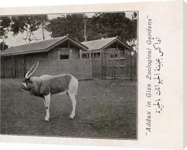 Addax (white antelope) in the Giza Zoo, Egypt