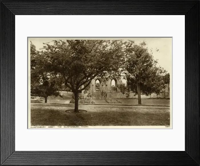 Framed Print : Glastonbury, Somerset - The Glastonbury Thorn Framed Print : Glastonbury, Somerset - The Glastonbury Thorn