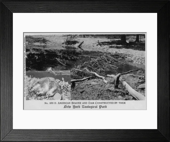 Framed Print : American beaver in the New York Zoological Park Framed Print : American beaver in the New York Zoological Park