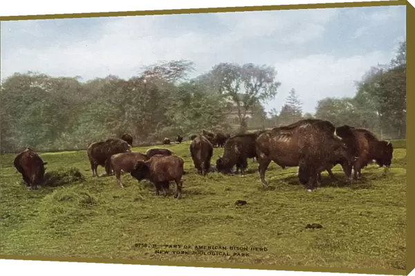 Part of american bison herd in the New York Zoological Park
