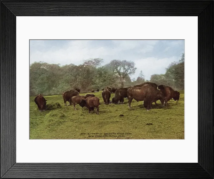 Framed Print : Part of american bison herd in the New York Zoological Park Framed Print : Part of american bison herd in the New York Zoological Park