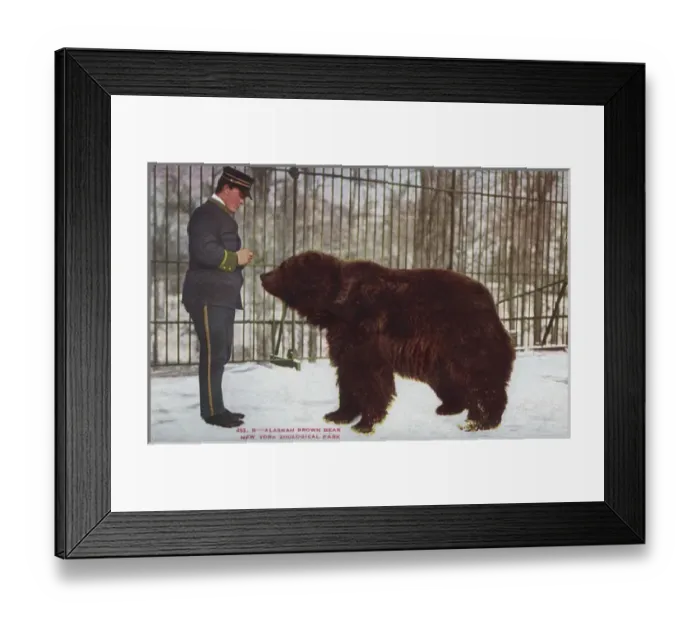 Framed Print : Alaskan brown bear in the New York Zoological Park Framed Print : Alaskan brown bear in the New York Zoological Park