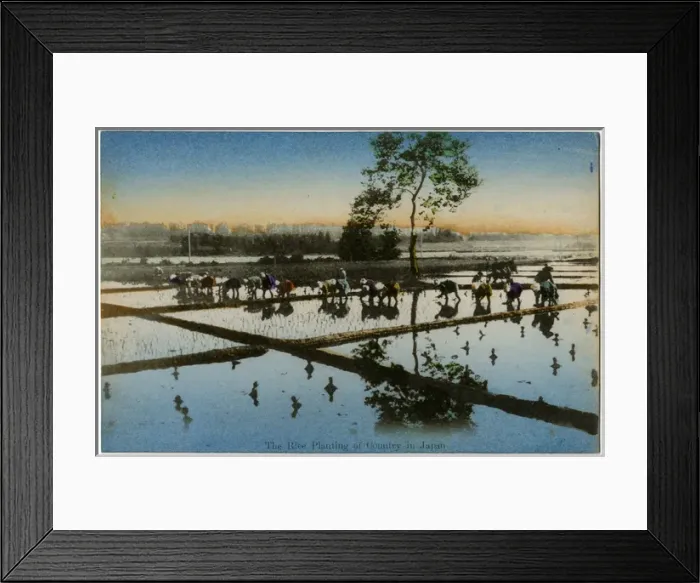 Framed Print : Japan - Planting rice in the paddy fields Framed Print : Japan - Planting rice in the paddy fields