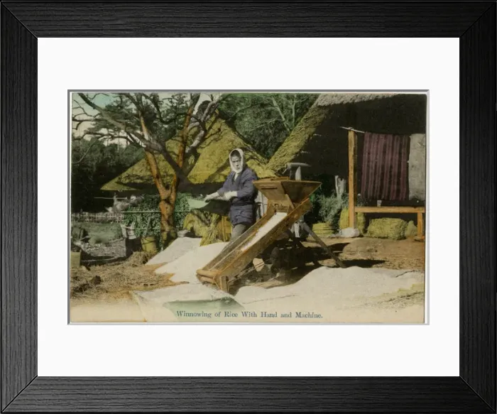 Framed Print : Japan - Winnowing the rice by hand and by machine Framed Print : Japan - Winnowing the rice by hand and by machine