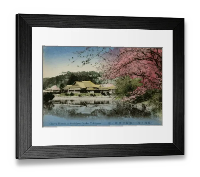 Framed Print : Japan - Yokohama - Sankeien Garden - Cherry Blossom Framed Print : Japan - Yokohama - Sankeien Garden - Cherry Blossom