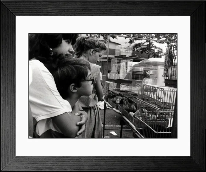 Framed Print : Looking a caged birds in market, Valencia, Spain Framed Print : Looking a caged birds in market, Valencia, Spain